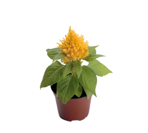Целозия Глориус Йеллоу - Plumosa Glorius Yellow - Фото №2