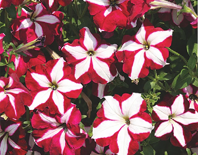 Петуния Гибридная Ампельная Лавина Пурпурная звезда F1 - Petunia hybrida Lavina Purple Star F1 - Фото №1