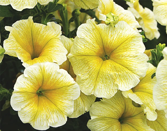 Петуния Гибридная Ампельная Лавина Желтая звезда F1 - Petunia hybrida Yellow Star F1 - Фото №1