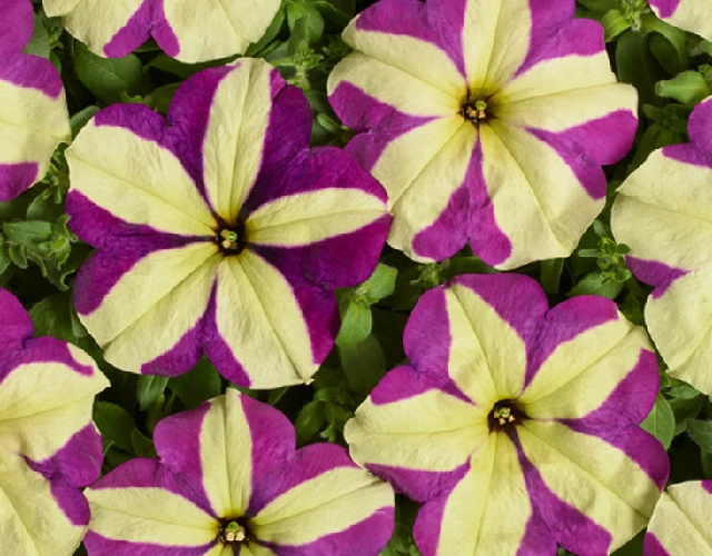 Петуния Гибридная Ампельная Лавина Розово-Желтая звезда F1 - Petunia hybrida Lavina Pink Yellow Star F1 - Фото №1