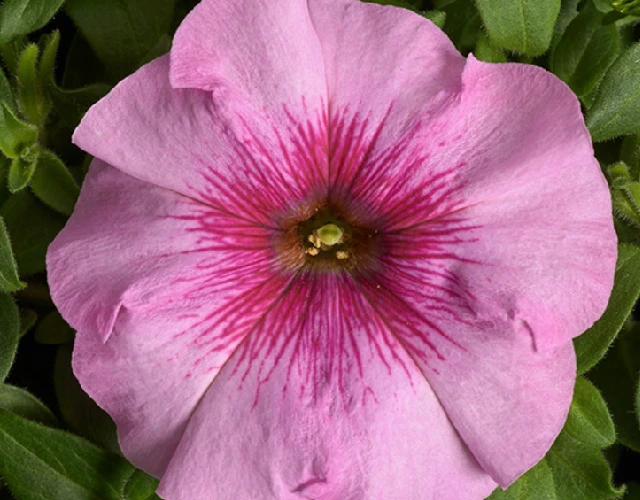 Петуния Гибридная Многоцветковая Низкорослая Гало Орхид F1 - Petunia Hybrida Multiflora Nana Halo Orchid F1 - Фото №1