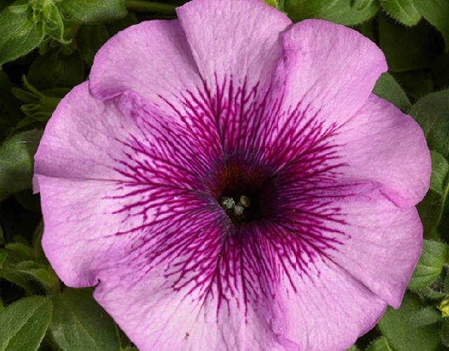 Петуния Гибридная Многоцветковая Низкорослая Гало Лайт Парпл F1 - Petunia Hybrida Multiflora Halo Light Purple F1 - Фото №1