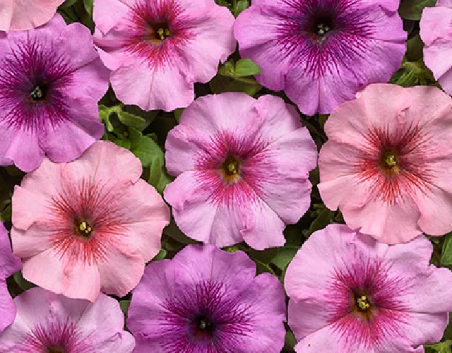 Петуния Гибридная Многоцветковая Низкорослая Гало Смесь F1 - Petunia hybrida multiflora nana Halo Mix F1 - Фото №1