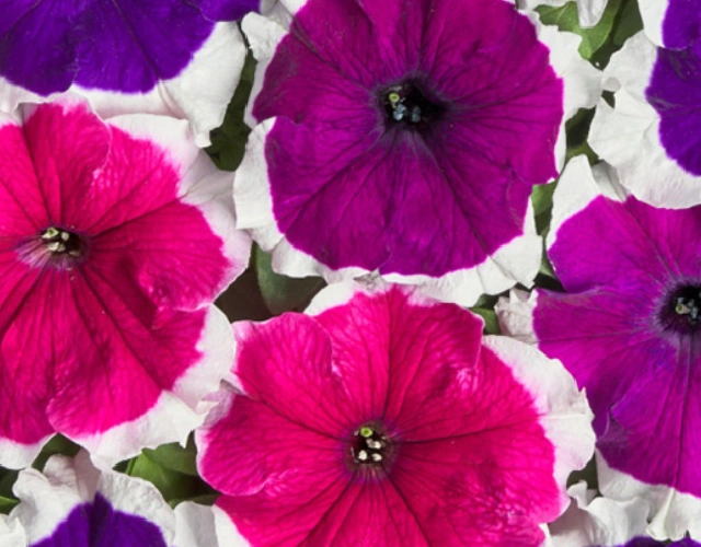 Петуния Гибридная Крупноцветковая Низкорослая Мистрал Пикоти Смесь F1 - Petunia hybrida grandiflora nana Mistral Picotee Mix F1 - Фото №1