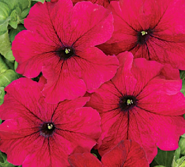 Петуния Крупноцветковая Низкорослая Тоуга F1 - Petunia Grandiflora Nana Touga F1 - Фото №1