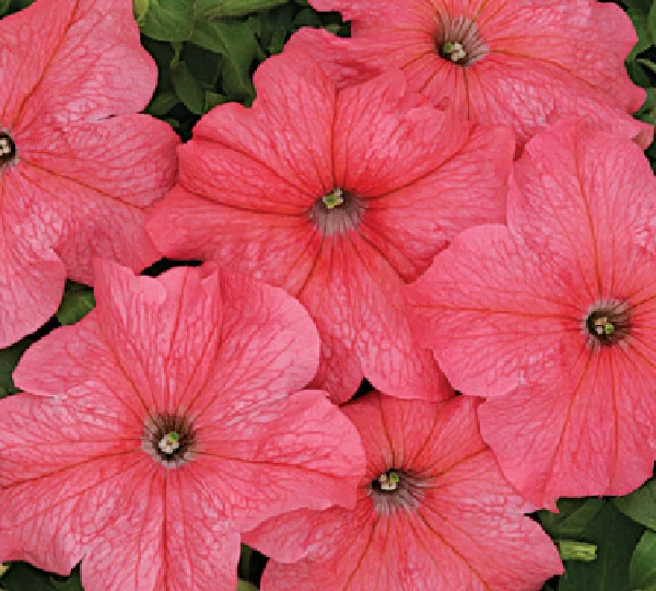 Петуния Крупноцветковая Низкорослая Млади F1 - Petunia Grandiflora Nana Mladi F1 - Фото №1
