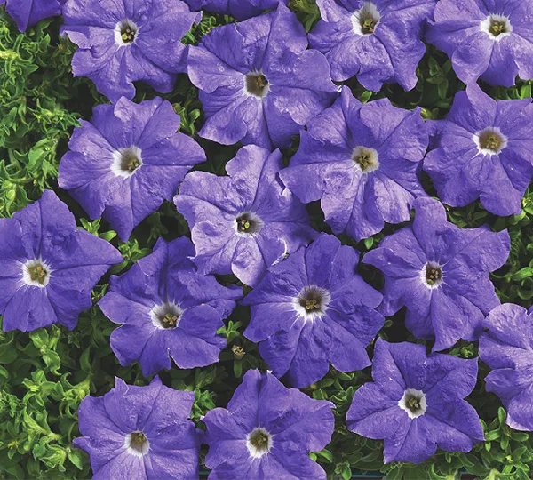 Петуния Крупноцветковая Низкорослая Надее F1 - Petunia grandiflora nana Nadee F1 - Фото №1