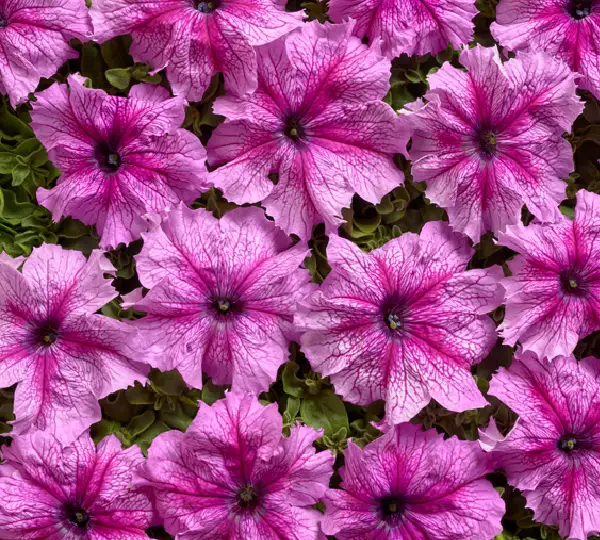 Петуния Крупноцветковая Низкорослая Снени F1 (Улучшенный Тип) - Petunia Grandiflora Nana Sneni F1 - Фото №1