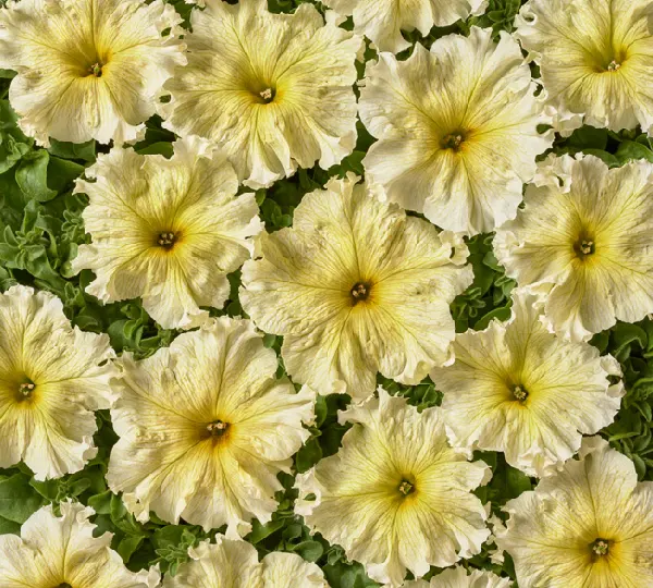 Петуния Крупноцветковая Низкорослая Желтая F1 (Улучшенный Тип) - Petunia Grandiflora Nana Yellow F1 - Фото №1