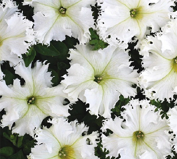 Петуния Крупноцветковая Бахромчатая Низкая Крайкови завой - Petunia Grandiflora Fimbriata Nana - Фото №1