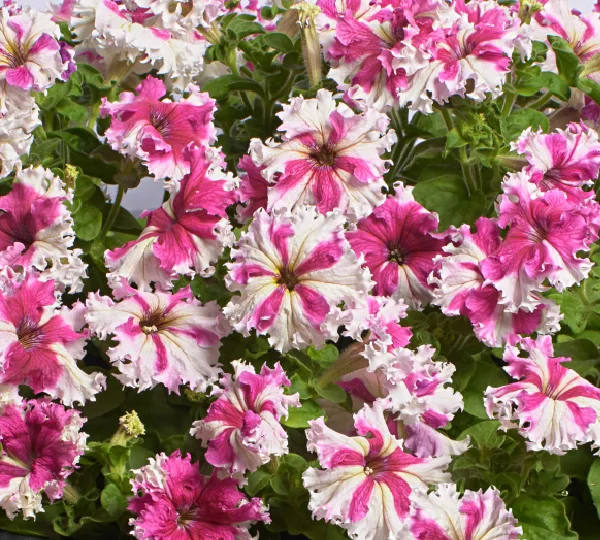 Петуния Крупноцветковая Бахромчатая Низкая Каркулка - Petunia grandiflora fimbriata nana Karkulka - Фото №1