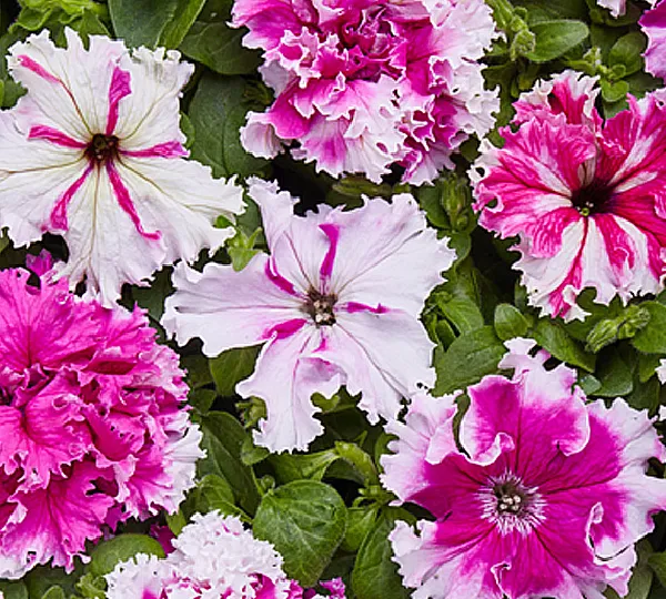 Петуния Крупноцветковая Бахромчатая Низкая Поздрав из Яромнерже - Petunia grandiflora fimbriata nana Pozdrav z Jaromere - Фото №1