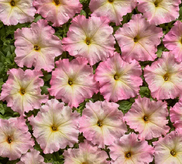 Петуния Многоцветковая Низкорослая Аленка F1 - Petunia Multiflora Alenka F1 - Фото №1
