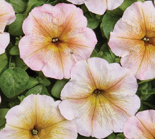 Петуния Многоцветковая Низкорослая Ингрид F1 - Petunia Multiflora Ingrid F1 - Фото №1
