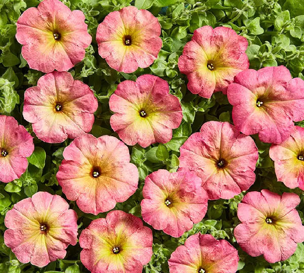 Петуния Многоцветковая Низкорослая Зора F1 - Petunia multiflora nana Zora F1 - Фото №1