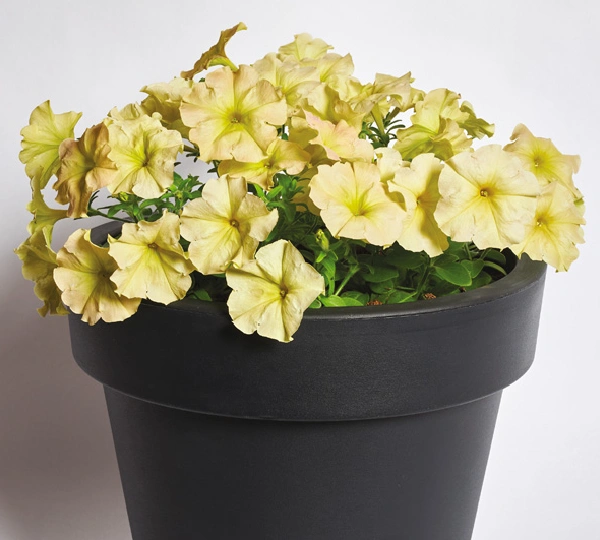 Петуния Многоцветковая Низкорослая Надежда F1 - Petunia Multiflora Nadezhda F1 - Фото №1