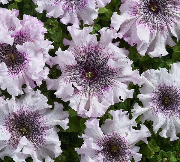 Петуния Крупноцветковая Превосходнейшая Низкая Альба - Petunia Grandiflora Superbissima Alba - Фото №1