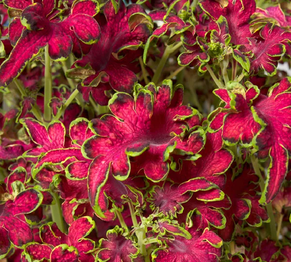 Колеус Блюме Колоча Роуз - Coleus blumei Colocha Rose - Фото №1