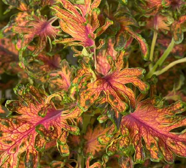 Колеус Блюме Колоча Скарлет - Coleus Blumei Colocha Scarlet - Фото №1