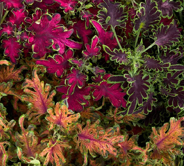Колеус Блюме Колоча Смесь - Coleus Blumei Colocha Mix - Фото №1