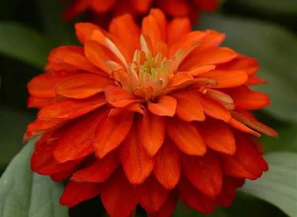 Цинния Дабл Захара Fire  - Zinnia Double Zahara  - Фото №1