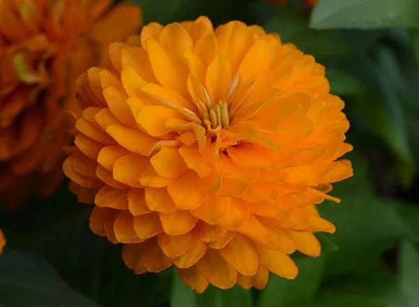 Цинния Дабл Захара Bright Orange  - Zinnia Double Zahara Bright Orange  - Фото №1