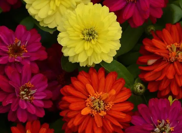 Цинния Дабл Захара Бриллиантовый Микс - Zinnia Double Zahara Brilliant Mixture - Фото №1