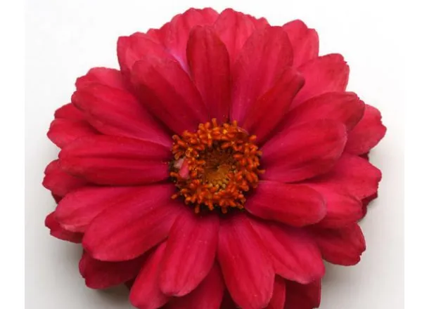 Цинния Дабл Захара Черри - Zinnia Double Zahara Cherry  - Фото №1