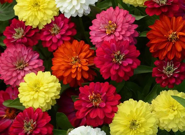 Цинния Дабл Захара Микс - Zinnia Double Zahara Mixture  - Фото №1