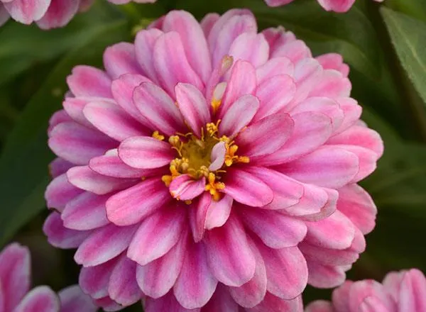 Цинния Дабл Захара Raspberry Ripple  - Zinnia Double Zahara Raspberry Ripple  - Фото №1