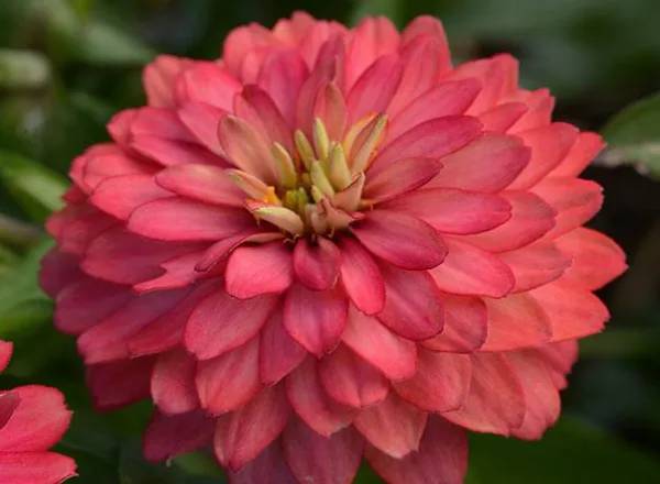 Цинния Дабл Захара Salmon  - Zinnia Double Zahara Salmon  - Фото №1