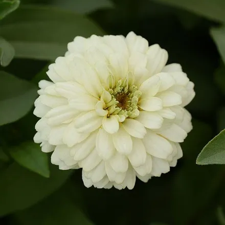 Цинния Дабл Захара Белая  - Zinnia Double Zahara White  - Фото №1