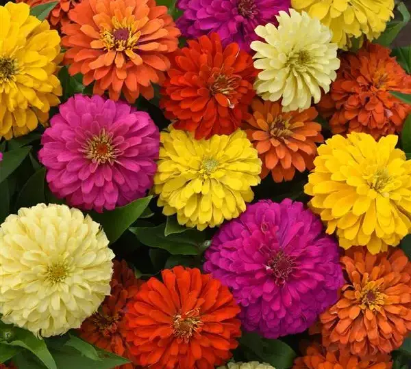 Цинния Элегант Полная смесь - Zinnia Elegant Full Mixture - Фото №1