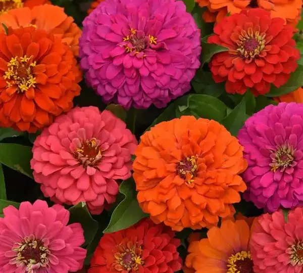 Цинния Элегант Горячая смесь - Zinnia Elegant Hot Mixture - Фото №1