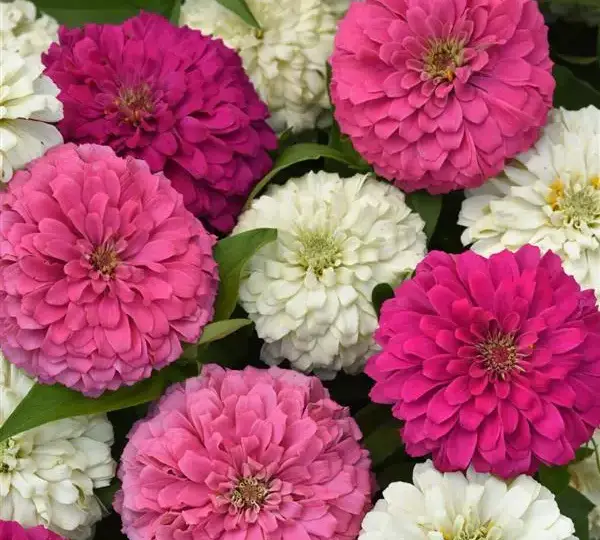 Цинния Элегант Мягкая смесь - Zinnia Elegant Soft Mixture - Фото №1