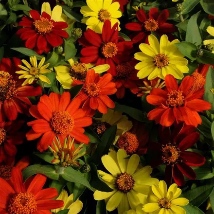 Цинния Захара Bonfire Mixture  - Zinnia Zahara Bonfire Mixture  - Фото №1