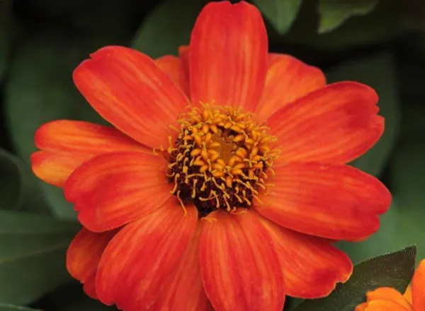 Цинния Захара Fire  - Zinnia Zahara Fire  - Фото №1