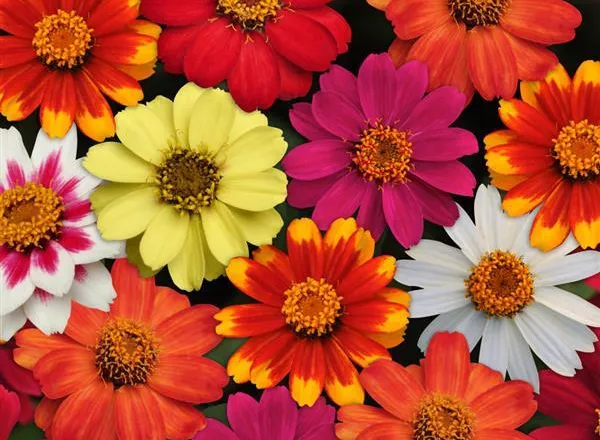 Цинния Захара Микс  - Zinnia Zahara Mixture - Фото №1