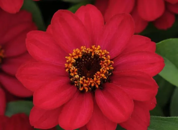 Цинния Захара Raspberry - Zinnia Zahara Raspberry  - Фото №1