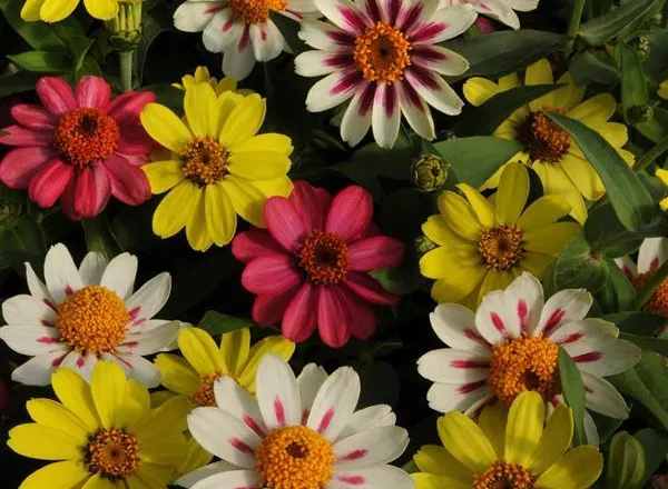 Цинния Захара Raspberry Lemonade Mixture  - Zinnia Zahara Raspberry Lemonade Mixture  - Фото №1