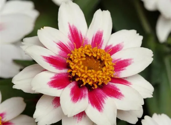 Цинния Захара Starlight Rose - Zinnia Zahara Starlight Rose  - Фото №1