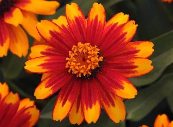 Цинния Захара Sunburst - Zinnia Zahara Sunburst  - Фото №1