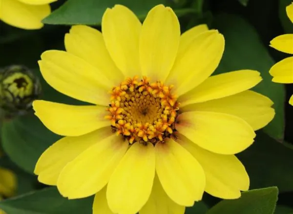 Цинния Захара Желтая  - Zinnia Zahara Yellow  - Фото №1