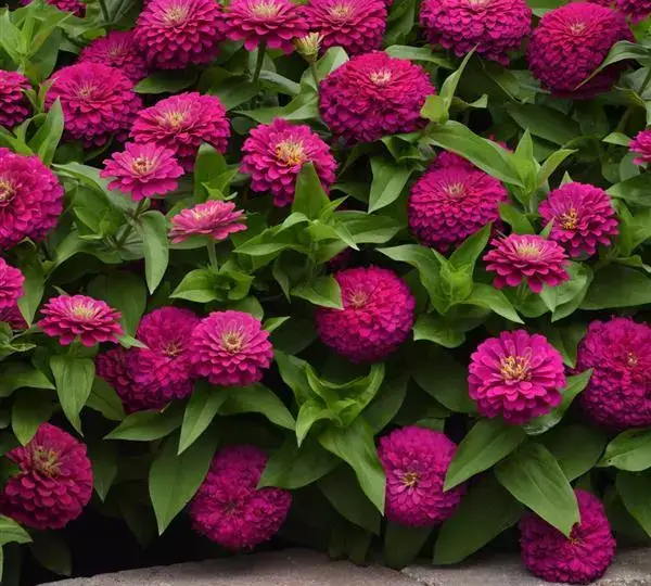 Цинния Зести Фуксия - Zinnia Zesty Fuchsia - Фото №2