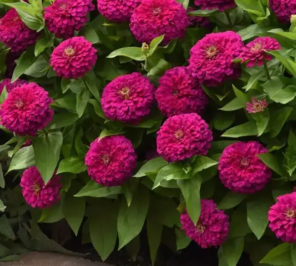 Цинния Зести Фуксия - Zinnia Zesty Fuchsia - Фото №3