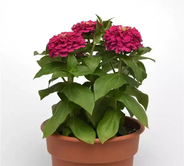 Цинния Зести Фуксия - Zinnia Zesty Fuchsia - Фото №4