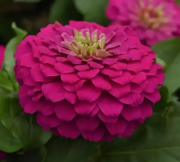 Цинния Зести Фуксия - Zinnia Zesty Fuchsia - Фото №1
