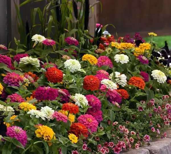 Цинния Зести Смесь - Zinnia Zesty Mixture - Фото №2