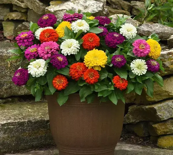 Цинния Зести Смесь - Zinnia Zesty Mixture - Фото №3