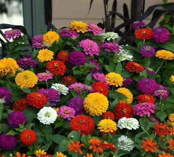 Цинния Зести Смесь - Zinnia Zesty Mixture - Фото №4